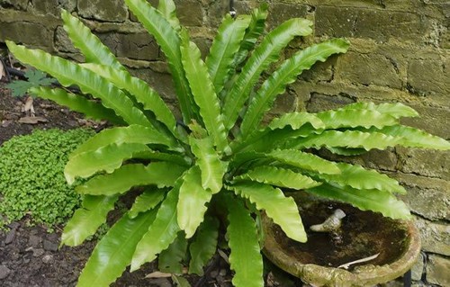 Fern plant hart tongue large - hart's,