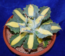 RARE Variegated Agave Isthmensis X Ferox 'Emperoror of Fire' cactus & succulent