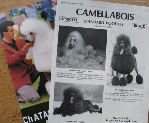 Poodle standard dog - dog, kennel
