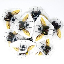 LOT OF 5 Chalcosoma atlas