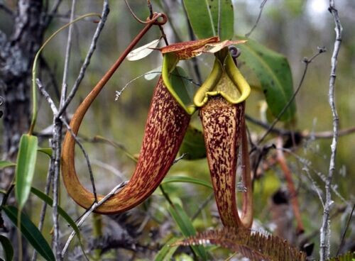 Nepenthes rafflesiana - rafflesiana,