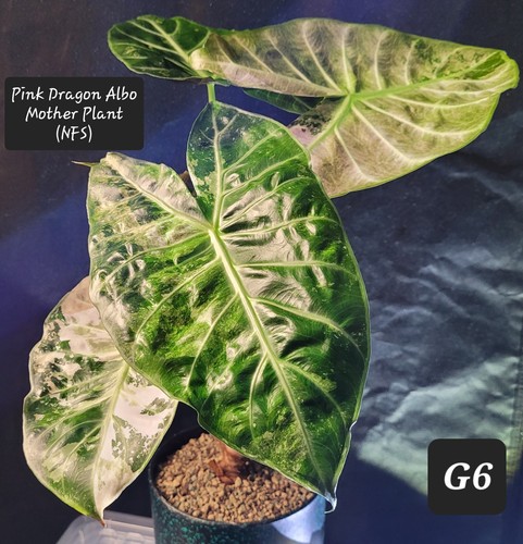 Alocasia pink dragon albo corm - pink,