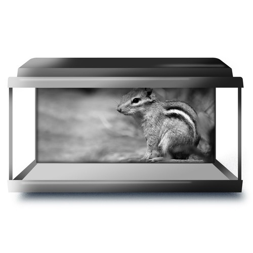 Fish tank background - tank,