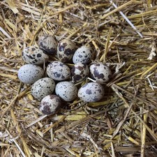 Blown (empty) quail egg
