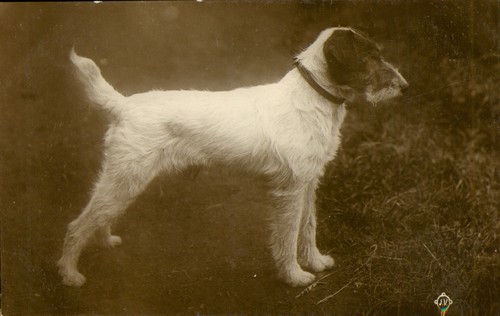 Dog puppy wire haired poss - puppy,