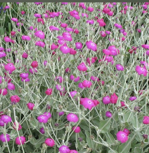 Lychnis coronaria rose - ,