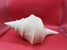 Huge Shell Syrinx Aruanus Australian Trumpet Conch Seashell 16.75 x 9" Sea Shell