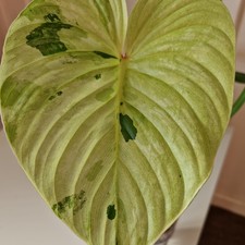 Large  Philodendron Plowmanii Mint Variegated   ?? Rare Aroid