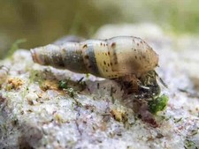 X20 Malaysian Trumpet Snails