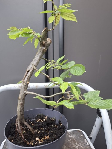 Part trained hornbeam - part,