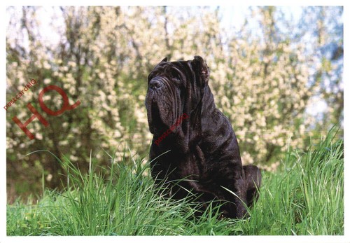 Picture postcard dog - picture, postcard:;dog