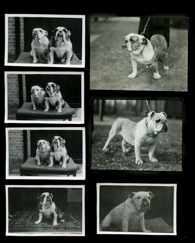Bulldog english british - bulldog,
