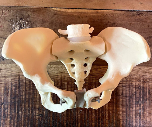 Esp human pelvis anatomical - human,
