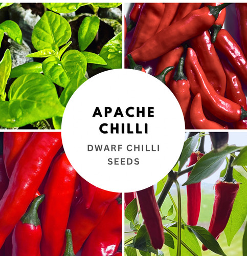Spring sowing chilli seeds - spring,