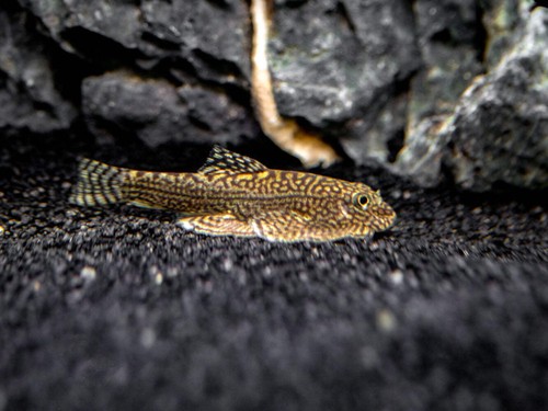 Reticulated hillstream loach - reticulated,
