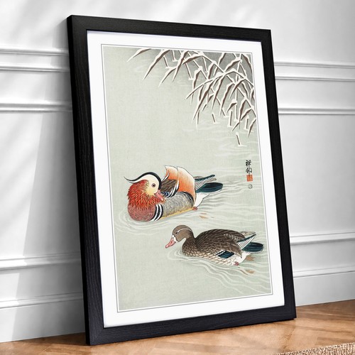 Mandarin ducks animal ohara - mandarin,