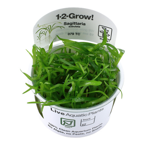 Sagittaria subulata tropica - subulata,