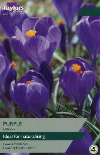 Taylors bulbs crocus purple - crocus,