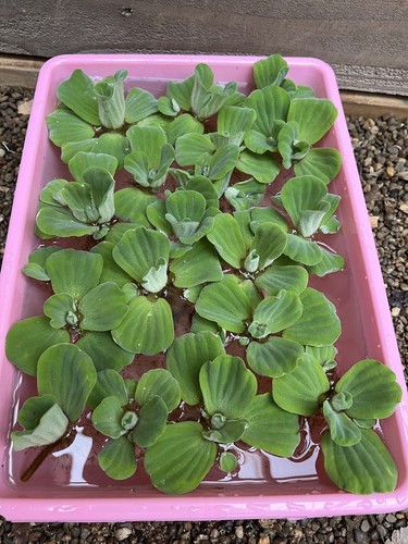 Water lettuce koi pond - water,