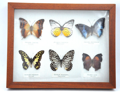 Vintage mounted butterfly - vintage,
