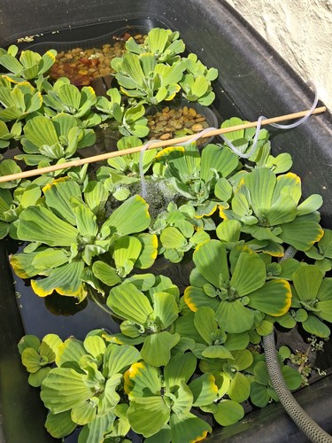 Good size pistia - good,