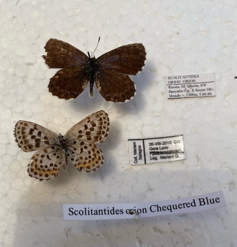 Rare chequred blue butterfly - chequred,