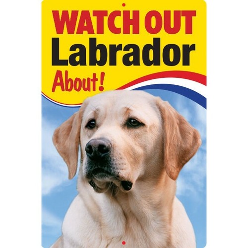 Labrador watch out - labrador,
