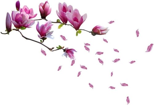 Huge magnolia flowers mural - huge,