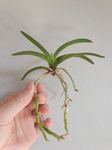Neofinetia vanda falcata - neofinetia, or