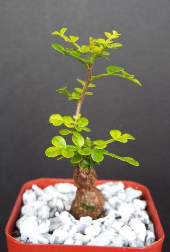 Operculicarya decaryi exotic