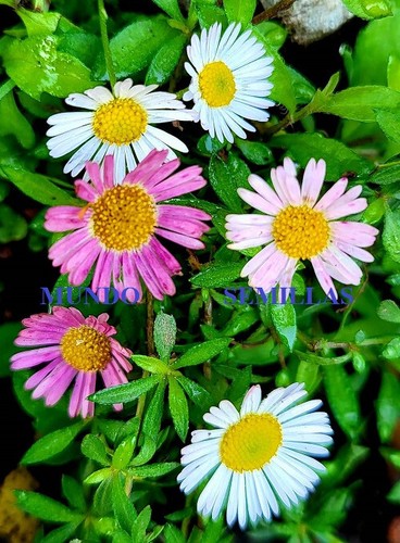Seeds erigeron - seeds,
