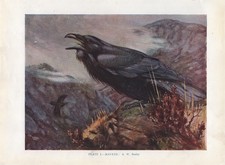 Raven - 1948 Beautiful Colour Vintage Bird Print by A.W.Seaby
