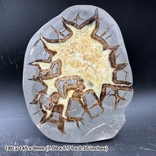 Septarian Calcite Crystal