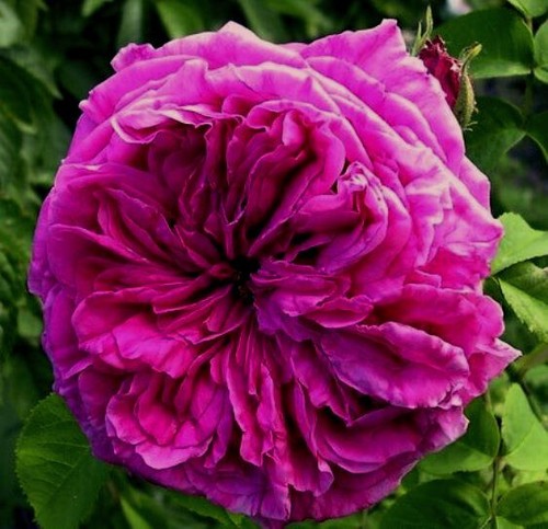 Bourbon shrub rose duchesse - rose,