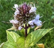 4 X “Black Mitcham” English Peppermint Plants Organic In 6 cm Biodegradable Pot.