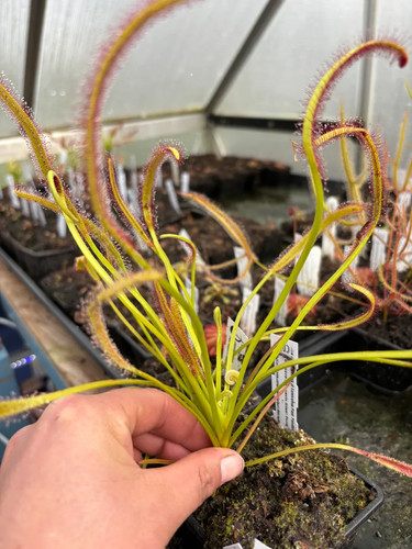 Drosera capensis giant - drosera, form