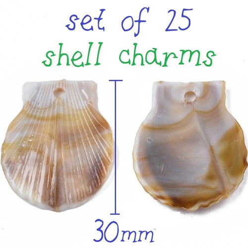 25pcs big shell - shell, ocean