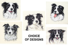 BORDER COLLIE dog, puppy -