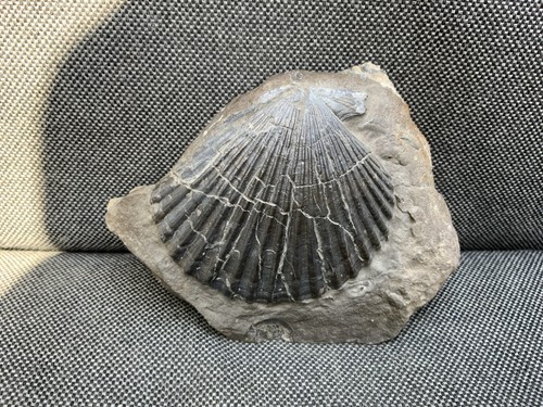 Fossil pecten shell - fossil, jurassic