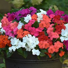 Busy lizzie impatiens bedding - busy,
