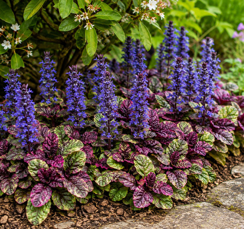 Ajuga variegated evergreen - -variegated,