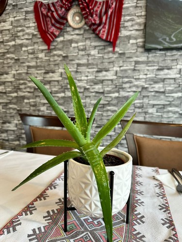 Medicinal aloe vera - aloe,