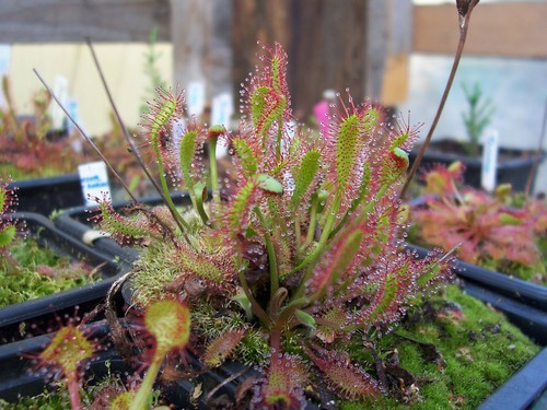 English sundew drosera - drosera, anglica