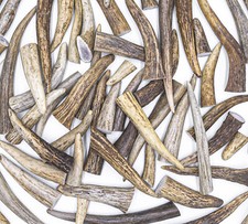 50 Deer / Elk Antler Tips