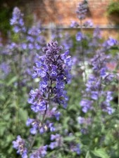 Catmint nepeta large - large, plug