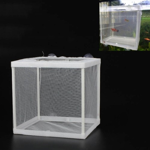 Aquarium fish breeding - aquarium,