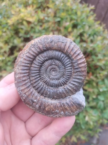 Large dactylioceras - dactylioceras, sp
