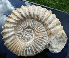 A Grade, Large Fossil Natural