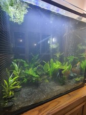 Full tank of Large LIVE Tropical AQUARIUM Aquatic Plants for FISH TANK On Wood