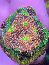 Watermelon Chalice LPS Coral